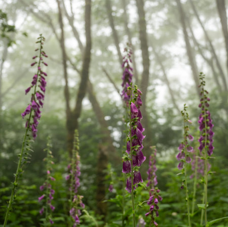 Multiple Stems Of Foxglove Blooms Stand Tall In The Morning Fog in Redwood National Parkの写真素材