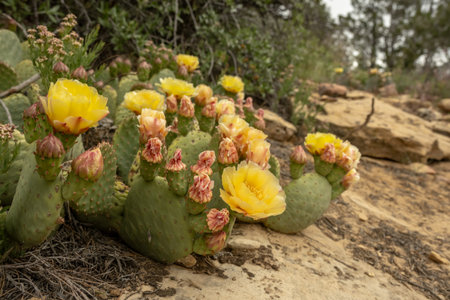 Yellow Blooms On Prickly Pear Cactus in Zionの写真素材