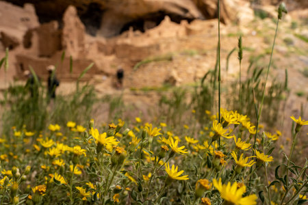Vibrant Sunflower Blossoms in Mesa Verde in front of cliff dwellingの写真素材