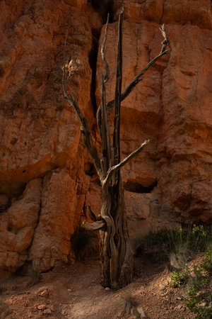 Drying Tree Still Stands At The Base Of Orange Hoodoo in Bryce Canyonの写真素材