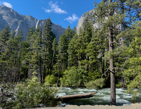 Merced River Rushes Through The Trees Of The Valley In Yosemite National Parkの写真素材