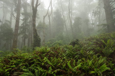 Fog Hangs In The Air Over A HIll Side Of Large Ferns in Redwood National Park