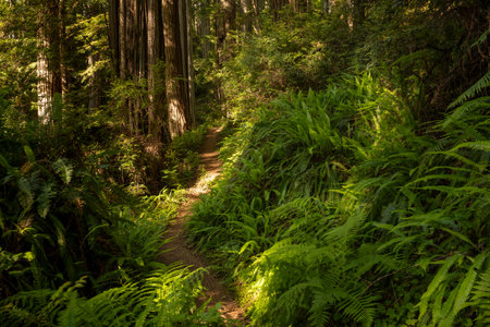 Giant Ferns Lie Trailside in Redwood National Park in summerの写真素材