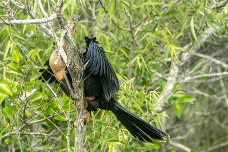 Disheveled Anhinga Sits In Grarly Tree in Everglades