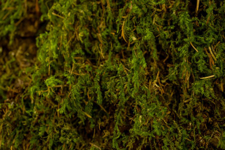 Close Up Of Tightly Woven Green Moss on tree bark in Olympic National Parkの写真素材