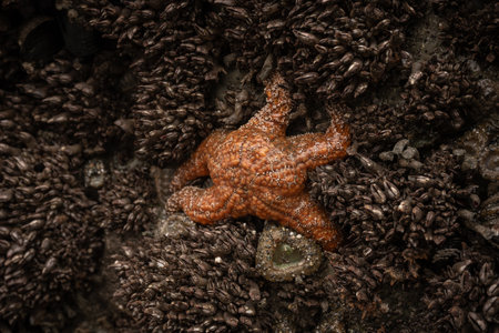 Orange Sea Star Clings to Mussels and Anemone Covered Rock in Tide Poolの写真素材