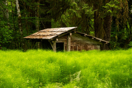 Horsetail Plants Grow Tall In Front Of Shelter At The Olympic Ranger Station along the Hoh River Trailの写真素材