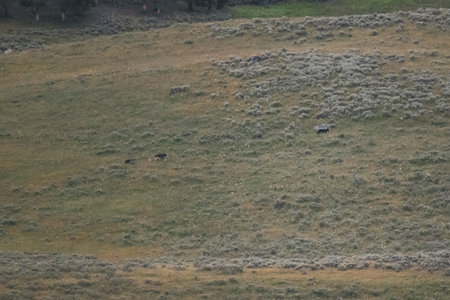 Grizzlies Chase Wolf in Lamar Valley of Yellowstone National Park