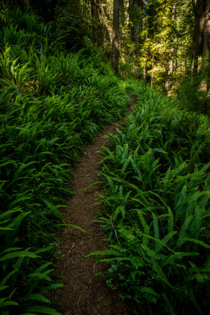 Narrow Trail Passes Through Bright Green Ferns in Redwood National Parkの写真素材