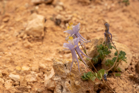 Two Purple Columbine Grow Along Dusty Trail In Bryce Canyonの写真素材
