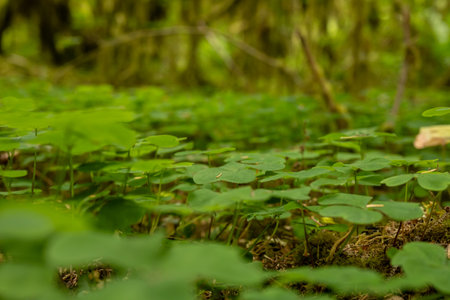 Low Angle of Clover Covering Forest Floor in Olympic National Parkの写真素材