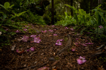 Rhododendron Blooms Dot The Trail After Blooming in Redwood National Park
