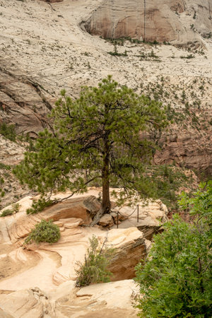 Single Tree Stands On The Ridge To Angels Landing in Zion National Parkの写真素材