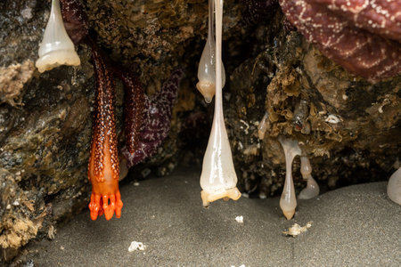 Multiple Plumose Anemone Hang Down In A Small Cave Around Burrowing Sea Cucumber at Meyers Beachの写真素材