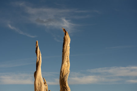 Two Dry Tree Trunks Catch The Morning Light Against Blue Sky in Bryce Canyonの写真素材