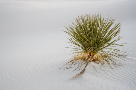 Single Yucca Grows In The Empty Dunes Of White Sands National Parkの写真素材