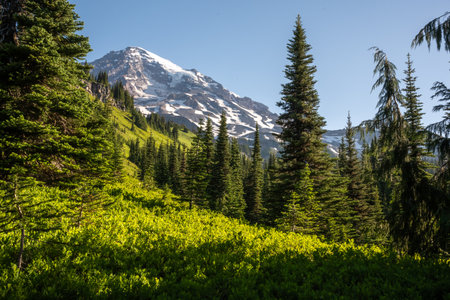 Bright Green Hillside Dotted With Pines Near Mildred Point in Mount Rainier National Parkの写真素材