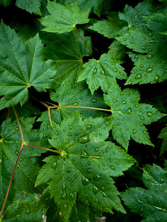 Raindrops Rest On Large Green Leaves Above Dark Shadows in Olympic National Park