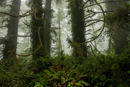 Tangles Of Branches On Ivy Cover Redwoods In The Fog