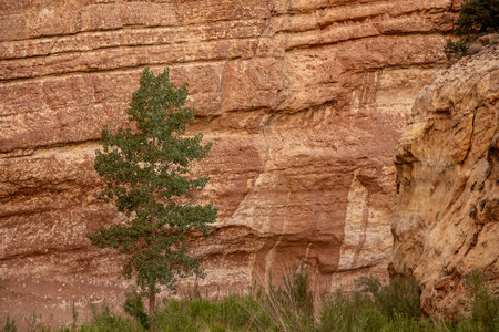 Single Tree Grows Against Orange Splattered Rock Wall in Canyon Reef National Park