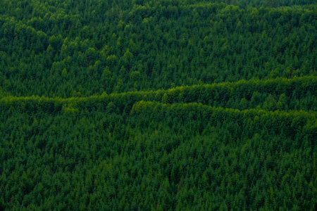 Frame Full of Tree Lined Ridges Catching Light in Mount Rainier National Parkの写真素材
