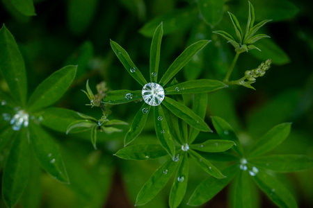 Recent Raindrops Look Like Jewels On Lupin Leavesの写真素材