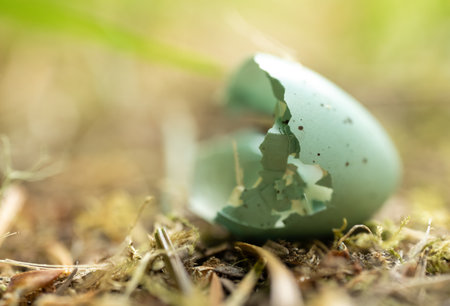 Broken Robins Egg on Forest Floor in Olympicの写真素材
