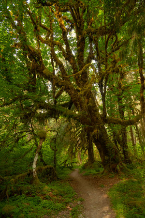 Trail Passes Under Giant Moss Covered Tree In Hoh Rainforest in Olympic National Park