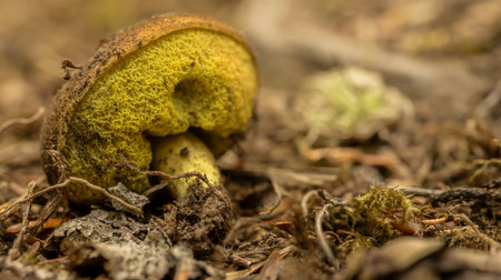 Yellow Underside Of Fallen Mushroom Along Trail in Olympic National Parkの写真素材