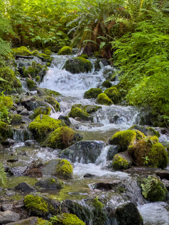 Water Rushes Through The Moss Covered Rocks Of Clide Creek in Olympic National Parkの写真素材