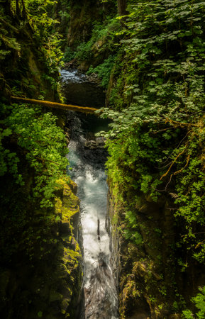 Water in Martins Creek Cuts Gorge through Olympic Mountains in Summerの写真素材