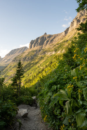 Flowers Tumble Down the Steep Cliff Of The Highline Trail in Glacier National Park