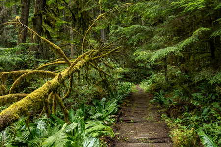Fallen Trees Surround Broken Boardwalk On Spur Trail Through The Carbon River Area Of Mount Rainier National Parkの写真素材