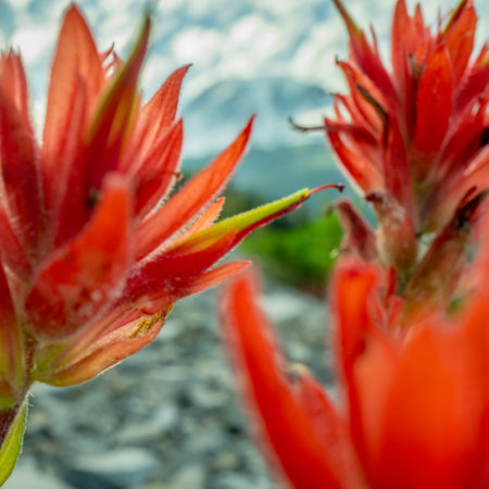 Peering Through Orange Petals of Paintbrush Flowers to Mount Rainierの写真素材