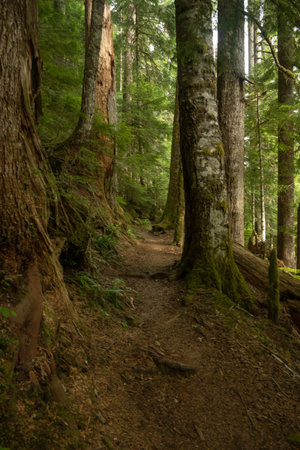 Old Trees Line The Wonderland Trail In Mount Rainier National Parkの写真素材