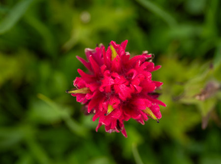 Paintbrush Bloom From The Top Against Green Plants in Mount Rainier National Parkの写真素材