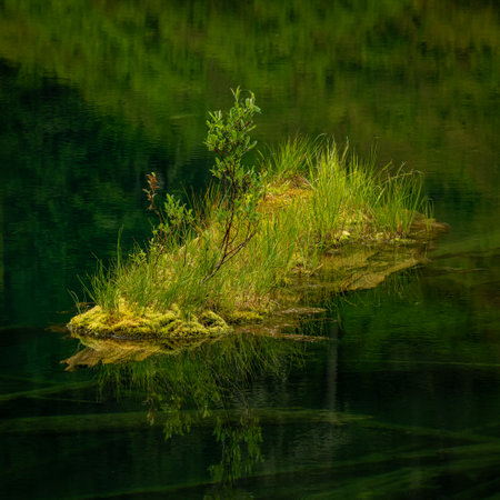 Lush Green Island Floats In Green Lakeの写真素材