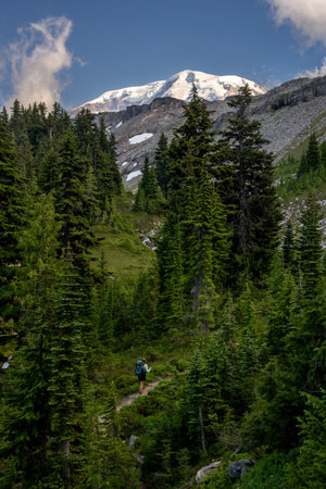 Backpacker Climbs Green Hillside Below Mount Rainier National Parkの写真素材