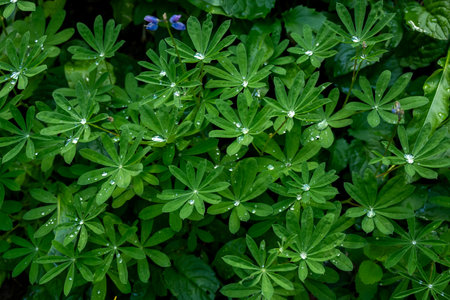 Water Drops Settle into the Center of Leaves on Lupine Plants in Mount Rainier National Parkの写真素材