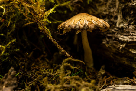 Warm Yellow Light Covers A Secret Mushroom