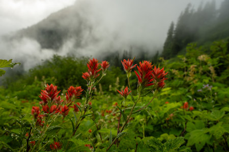 Fog Clears Over Red Paintbrush Blooms along the Wonderland Trailの写真素材
