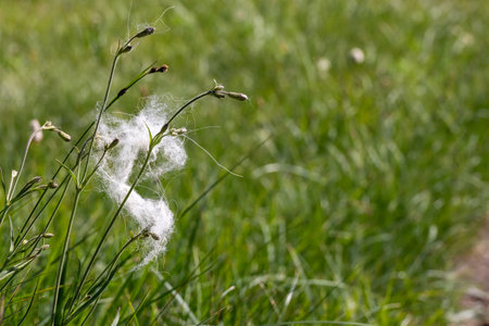 Mountain Goat Fur Tangled In Flower Buds in fieldsの写真素材