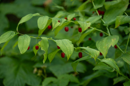 Red Berries Hide Beneath The Leaves Of Bushの写真素材