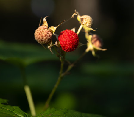 Ripe Thimbleberry Along With Others In Differeing Stages Of Ripeness in Glacier National Park