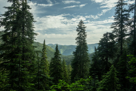 Views of Trees and Mountains in Olympic National Park from the Little Divide Trail