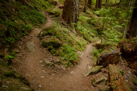 Switchback Cuts Through Moss and Ferns in Rainforest of Olympic National Parkの写真素材