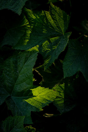 Sunlight And Shadow Dance Over Thimbleberry Bush in Glacier National Parkの写真素材