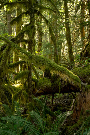 Thick Moss Covers Trees In North Cascades National Park