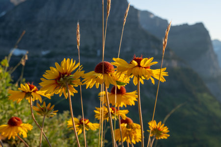 Sun Flowers And Tall Grasses Bask In Bright Sunlight in Glacier National Parkの写真素材