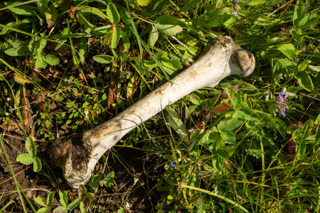 Dirty Bone Lays In Green Grass Of Yellowstone National Parkの写真素材